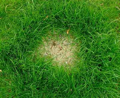 Dog pee clearance patches on lawn